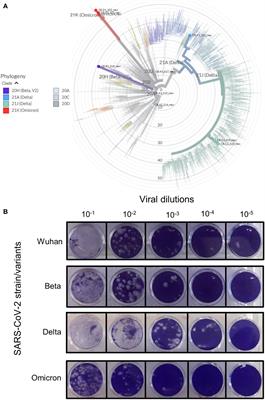 Survival and detection of SARS-CoV-2 variants on dry swabs post storage